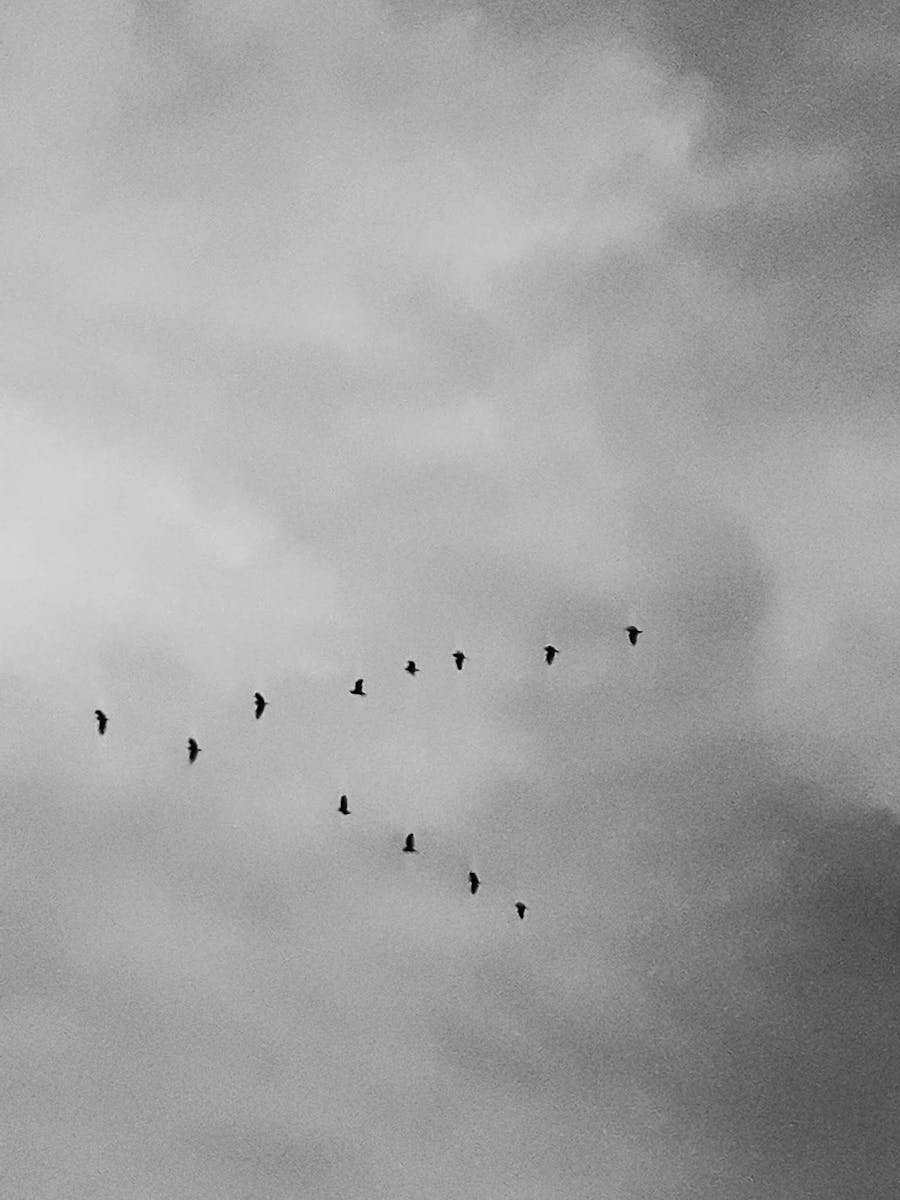 Monochrome image of birds flying in formation against a cloudy sky, creating a serene atmosphere.